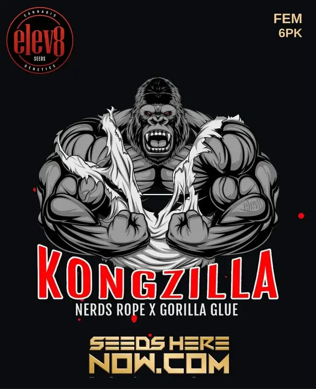 Kongzilla Feminized Seeds - High THC Cannabis by Elev8 Seeds