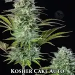 Kosher Cake (Autoflower) - Fast Buds