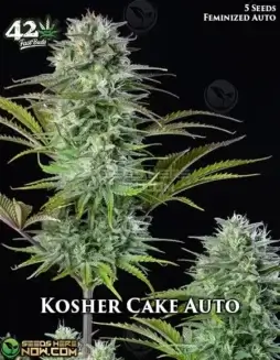 Kosher Cake Auto Autoflower Seeds (space) Kosher Kush Hybrid by Fast Buds