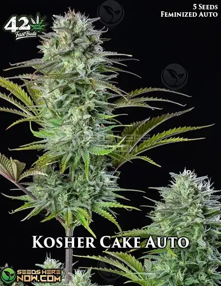 Kosher Cake Auto Autoflower Seeds - Kosher Kush Hybrid by Fast Buds