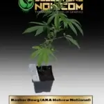 Kosher Dawg (AKA Hebrew National) -  ACC