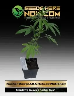 Kosher Dawg (AKA Hebrew National) ACC cannabis clone featuring robust hybrid genetics