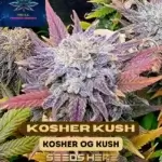 Kosher Kush S1 (Feminized) - Pure XX
