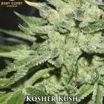 Kosher Kush x Tangerine (Regular) - Best Coast Genetics