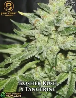Kosher Kush x Tangerine regular cannabis seeds by Best Coast Genetics featuring 20(space)25% THC