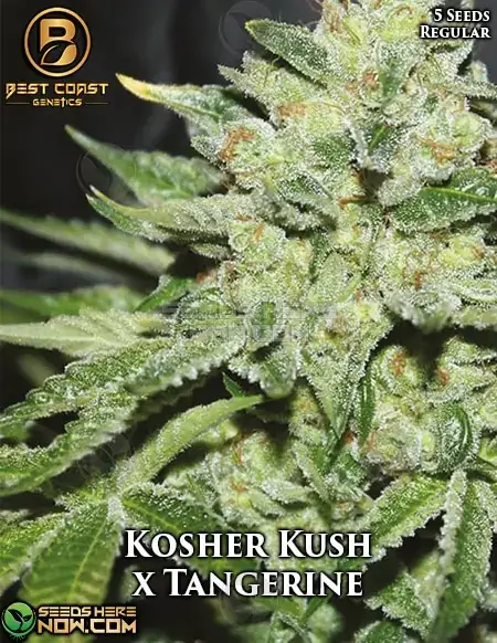 Kosher Kush x Tangerine regular cannabis seeds by Best Coast Genetics featuring 20-25% THC