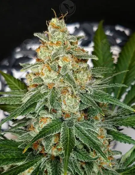 Kough Drop Regular Cannabis Seeds by Dominion Seed Company