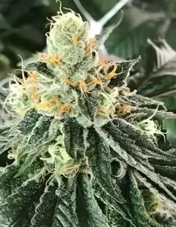 Krackin Kush cannabis seeds, regular type by Pacific Northwest Roots, featuring earthy and citrus flavors