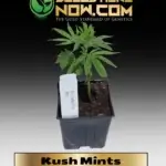 Kush Mints Clones - ACC