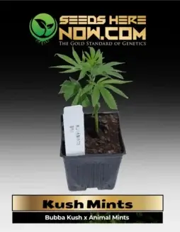 Kush Mints Clones (space) Bubba Kush x Animal Mints Indica(space)Dominant Hybrid
