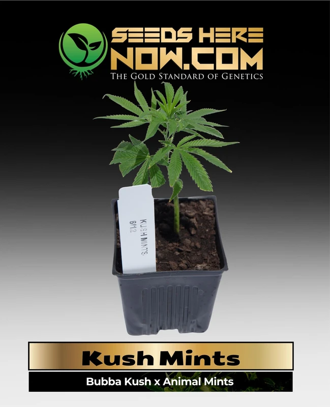 Kush Mints Clones - Bubba Kush x Animal Mints Indica-Dominant Hybrid