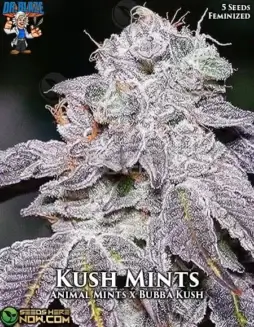 Kush Mints S1 (Feminized) (space) Dr. BlazeKush Mints S1 Feminized Seeds (space) High THC Cannabis Strain by Dr. Blaze