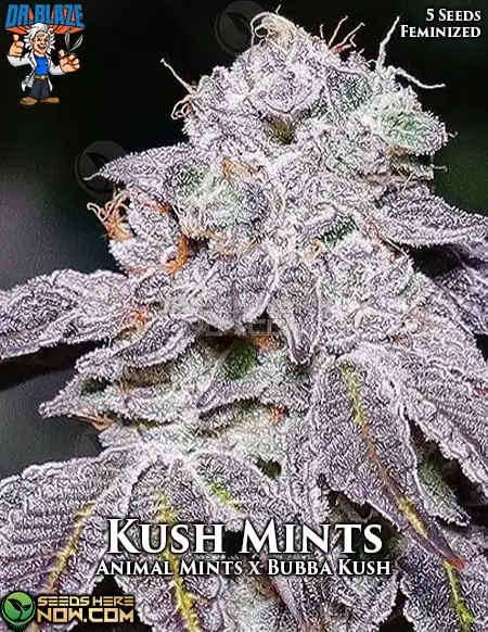 Kush Mints S1 Feminized Seeds - High THC Cannabis Strain by Dr. Blaze