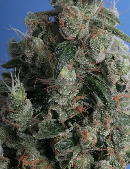 Kushage Feminized Seeds - A Hybrid Strain by T.H. Seeds featuring Pine, Citrus, Earthy, Spicy Aroma
