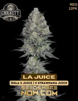 Pack of LA Juice Regular Seeds by Crockett Family Farms featuring citrus and pine flavors