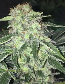 Pack of La S.A.G.E CBD Feminized Seeds by T.H. Seeds showing buds with citrus and pine aroma