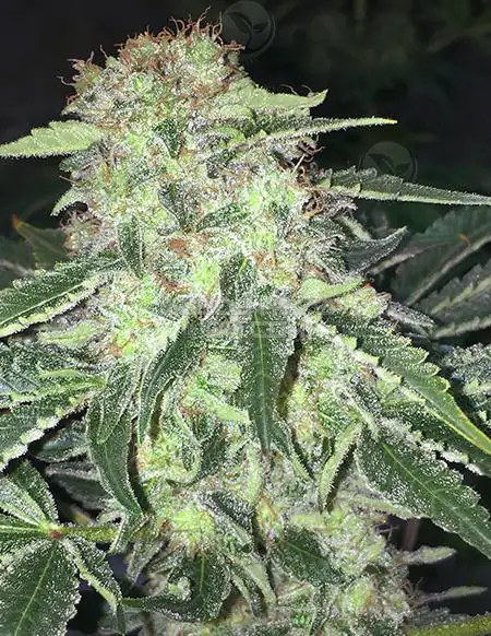 Pack of La S.A.G.E CBD Feminized Seeds by T.H. Seeds showing buds with citrus and pine aroma