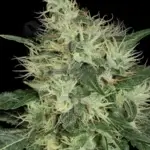 Lambo (Regular) - T.H. Seeds