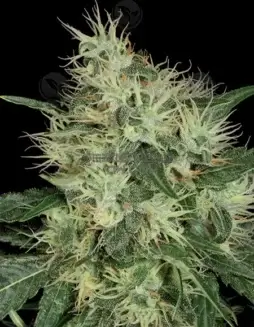 Lambo regular cannabis seeds by T.H. Seeds, featuring Jamaican Haze and Jamaican Purple lineage with 20(space)24% THC