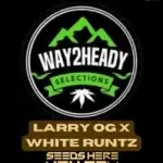 Larry OG x White Runtz (Feminized) - Way2heady Selections