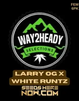 Image of feminized Larry OG x White Runtz cannabis seeds by Way2heady Selections