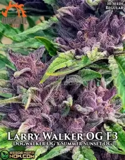 Larry Walker OG F3 Regular Seeds (space) Indica Dominant Hybrid with Aromas of Pine, Citrus, and Diesel