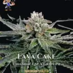 Lava Cake S1 (Feminized) - Dr. Blaze