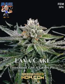 Lava Cake S1 Cannabis Seeds (space) Indica Dominant Hybrid