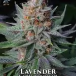 Lavender S1 (Feminized) - Dr. Blaze