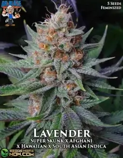 Lavender S1 Feminized Seeds (space) Rich Aroma and Potent Effects