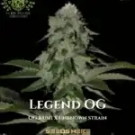 Legend OG S1 (Feminized) - Elite Clone Seed Company