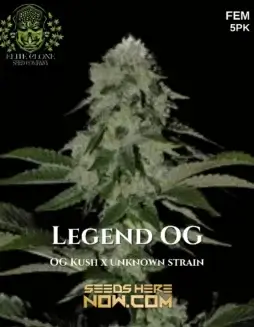 Legend OG S1 cannabis seeds by Elite Clone Seed Company, featuring dense resin(space)coated buds with pine, earth, lemon, and diesel aromas