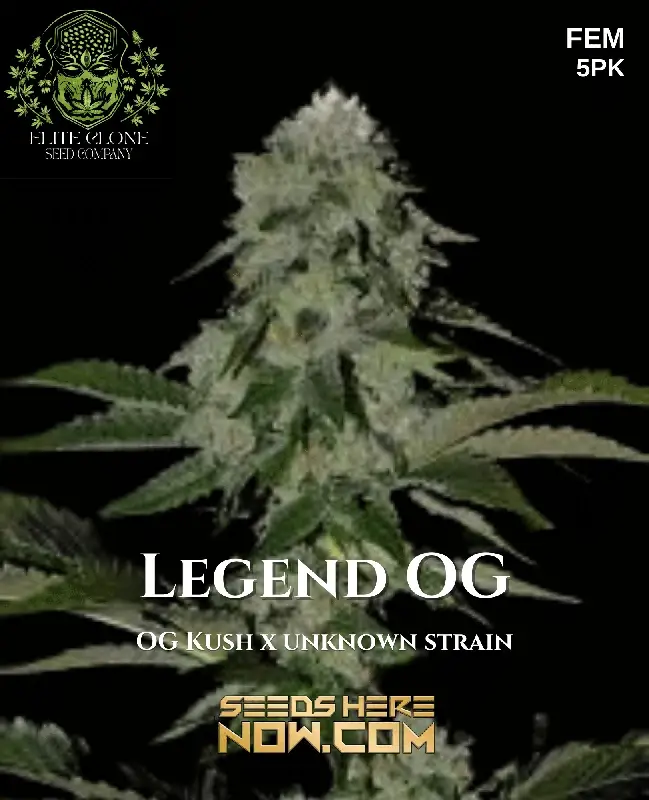 Legend OG S1 cannabis seeds by Elite Clone Seed Company, featuring dense resin-coated buds with pine, earth, lemon, and diesel aromas