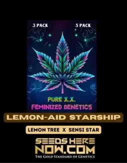 Close(space)up image of Lemon(space)Aid Starship feminized cannabis seeds by Pure XX, featuring vibrant green hues and sticky trichomes.