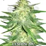 Lemon AK (Autoflower) - Fast Buds