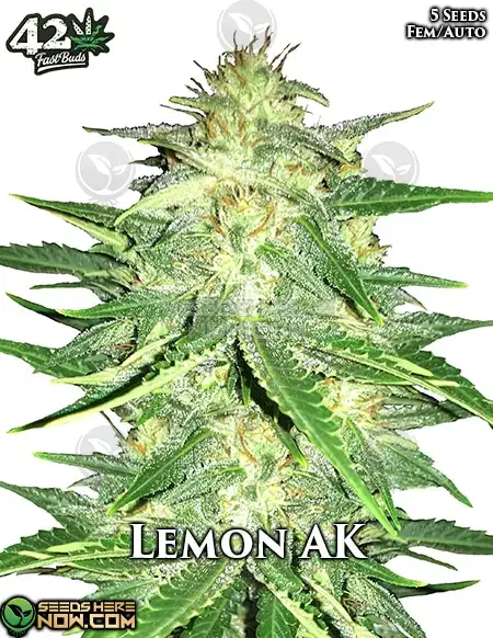 Image of Lemon AK Auto cannabis seeds packaging by Fast Buds