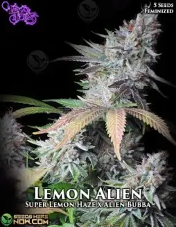 Lemon Alien feminized seeds featuring citrus and pine aromas