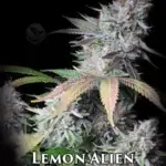 Lemon Alien (Regular) - La Plata Labs