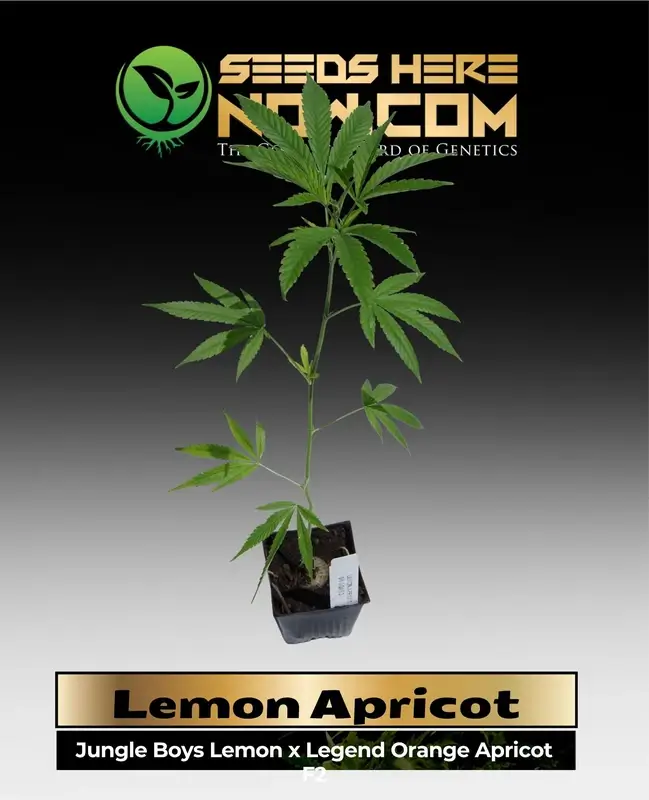 Lemon Apricot cannabis clones showing fresh, vibrant leaves and robust growth