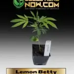 Lemon Betty Clones - ACC