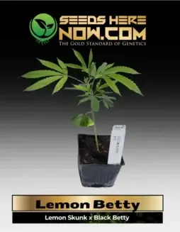 Lemon Betty cannabis clone with vibrant green leaves