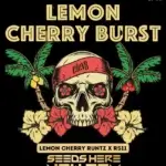 Lemon Cherry Burst (Feminized) - Elev8 Seeds