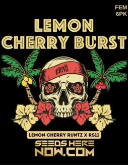 Lemon Cherry Burst Feminized Seeds (space) A Hybrid Strain with Citrus and Cherry Aromas