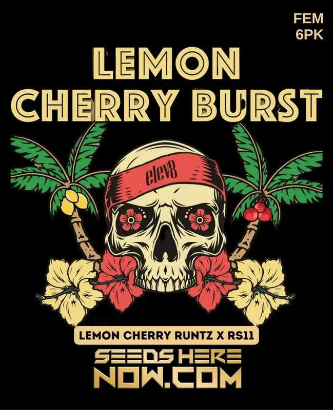 Lemon Cherry Burst Feminized Seeds - A Hybrid Strain with Citrus and Cherry Aromas