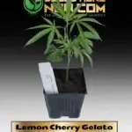 Lemon Cherry Gelato Clones - ACC