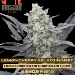 Lemon Cherry Gelato Sunset (Regular) - Massive Seeds