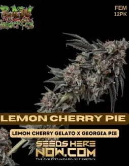 Lemon Cherry Pie Feminized Seeds featuring citrus and cherry aroma