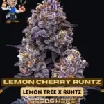Lemon Cherry Runtz (Feminized) - Dr. Blaze