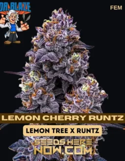 Lemon Cherry Runtz Cannabis Seeds by Dr. Blaze