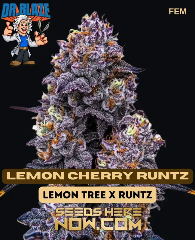 Lemon Cherry Runtz Cannabis Seeds by Dr. Blaze